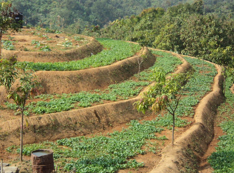 Soil Conservation Practices Applied By SRDI, Bandarban, Bangladesh